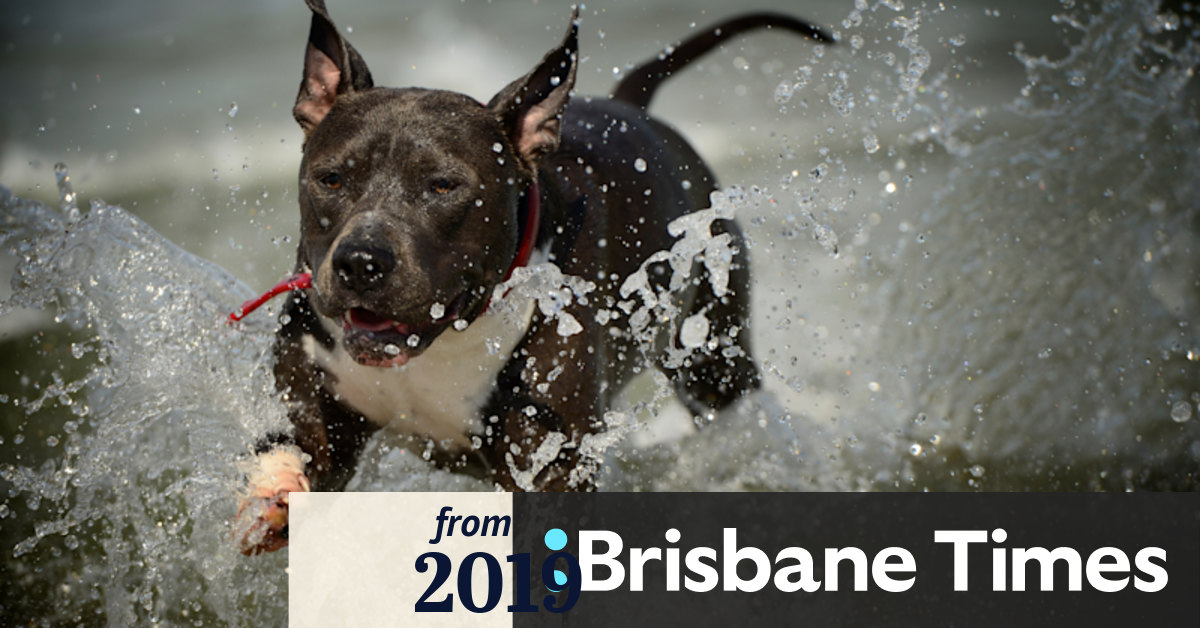 Dogs freed in offleash trial for Brisbane beaches